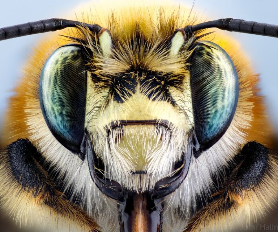 Laowa 100Mm F/2.8 2X Ultra Macro Pro -Sony Fe